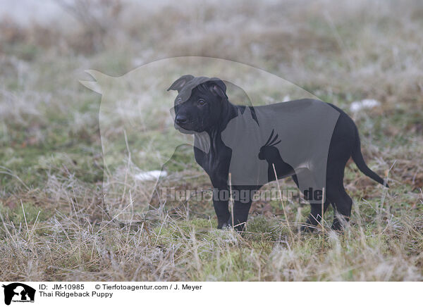 Thai Ridgeback Welpe / Thai Ridgeback Puppy / JM-10985
