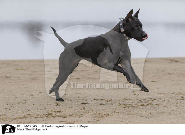 black Thai Ridgeback / JM-12545