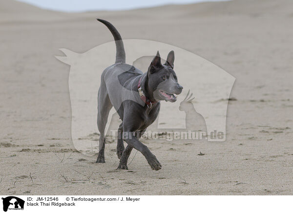 black Thai Ridgeback / JM-12546
