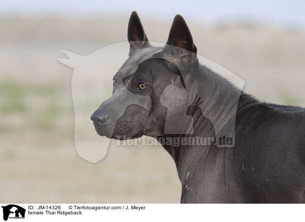 female Thai Ridgeback / JM-14326