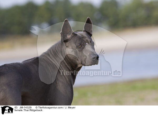 female Thai Ridgeback / JM-14329