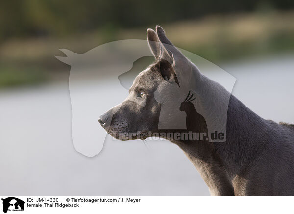 female Thai Ridgeback / JM-14330
