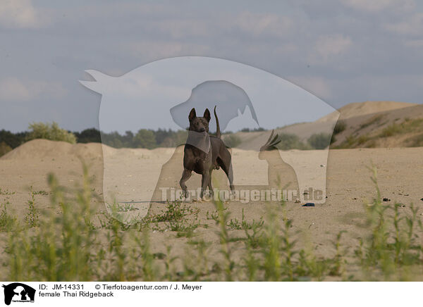 female Thai Ridgeback / JM-14331