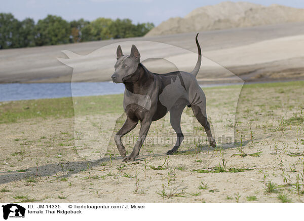 Thai Ridgeback Hndin / female Thai Ridgeback / JM-14335