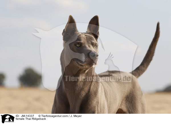 female Thai Ridgeback / JM-14337