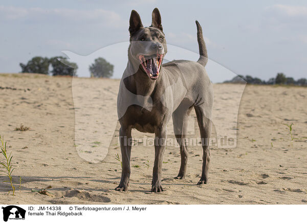 female Thai Ridgeback / JM-14338