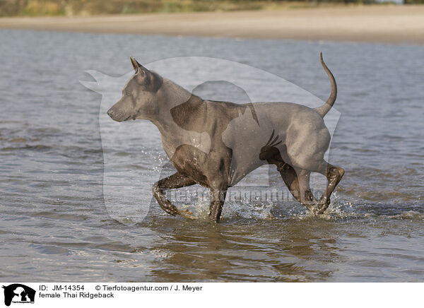 Thai Ridgeback Hndin / female Thai Ridgeback / JM-14354