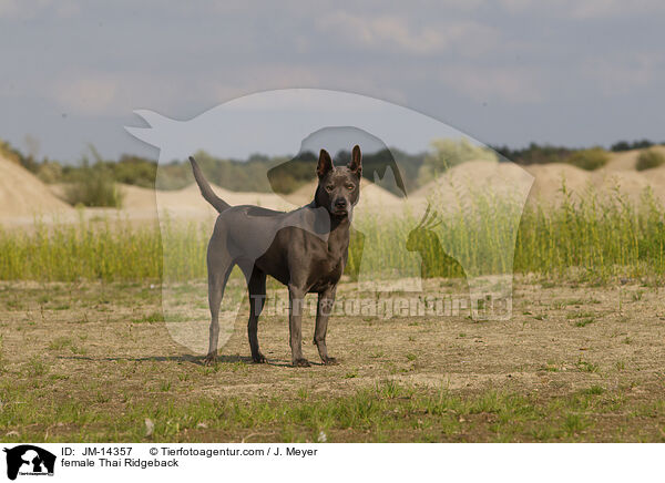 Thai Ridgeback Hndin / female Thai Ridgeback / JM-14357