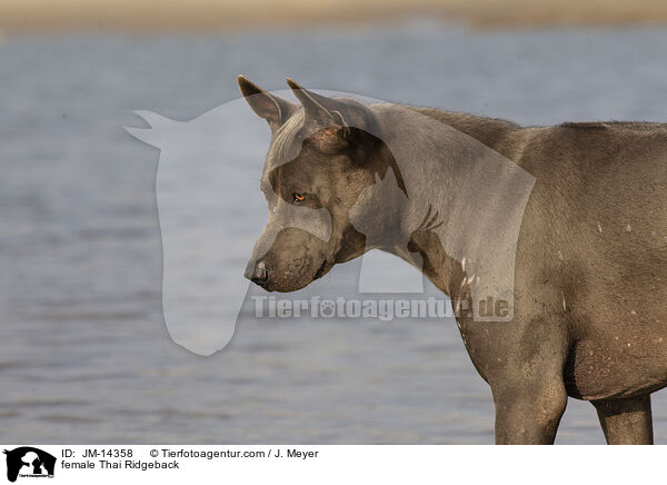 Thai Ridgeback Hndin / female Thai Ridgeback / JM-14358