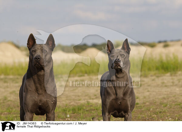 Thai Ridgeback Hndinnen / female Thai Ridgebacks / JM-14363