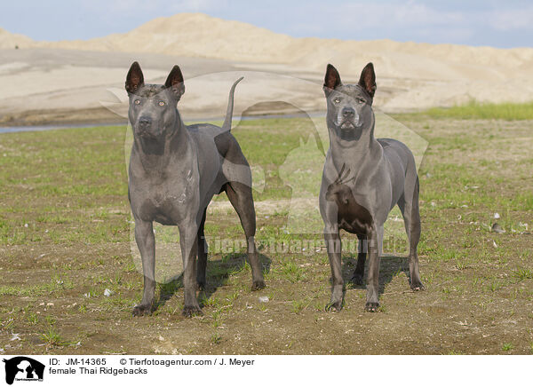 Thai Ridgeback Hndinnen / female Thai Ridgebacks / JM-14365