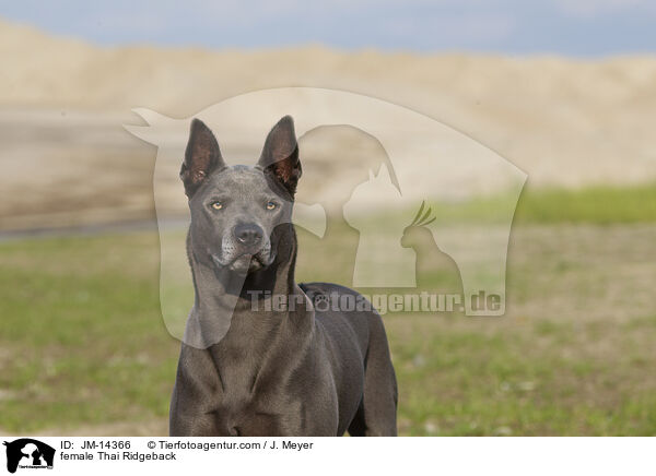 Thai Ridgeback Hndin / female Thai Ridgeback / JM-14366