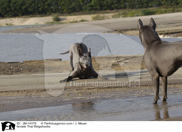 female Thai Ridgebacks / JM-14376