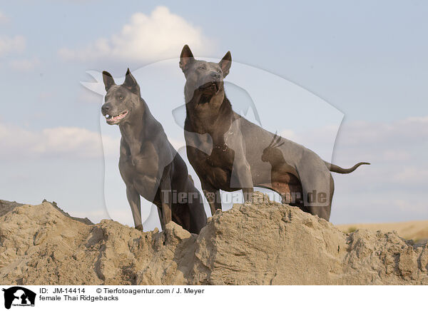 female Thai Ridgebacks / JM-14414
