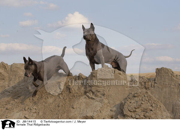 female Thai Ridgebacks / JM-14415