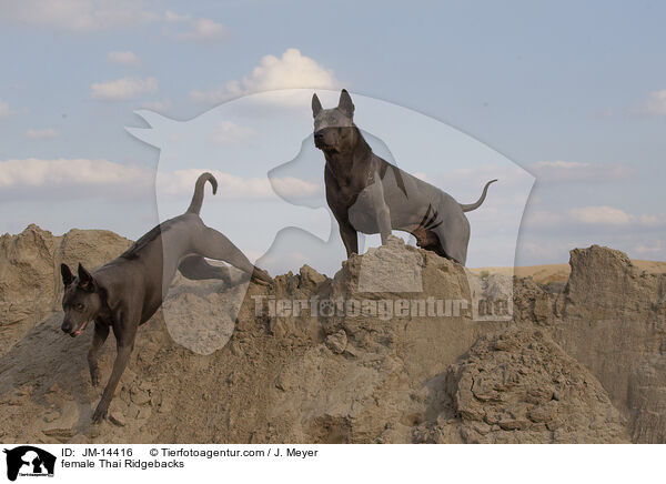 Thai Ridgeback Hndinnen / female Thai Ridgebacks / JM-14416