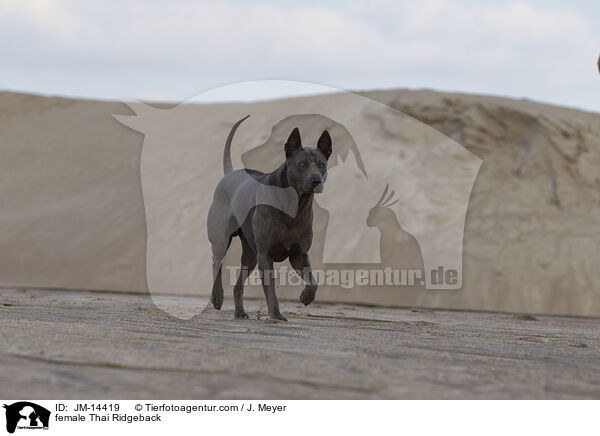 female Thai Ridgeback / JM-14419
