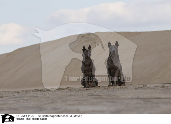female Thai Ridgebacks / JM-14420