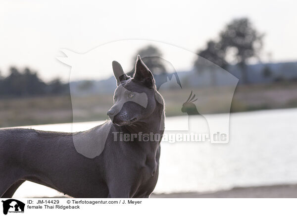 female Thai Ridgeback / JM-14429