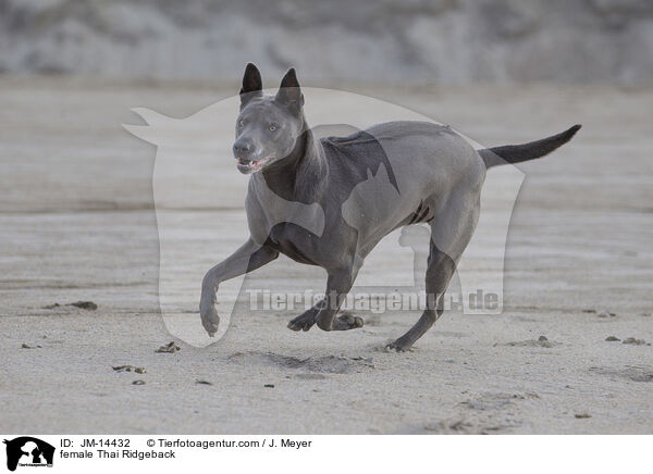 female Thai Ridgeback / JM-14432