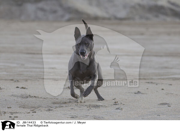 female Thai Ridgeback / JM-14433