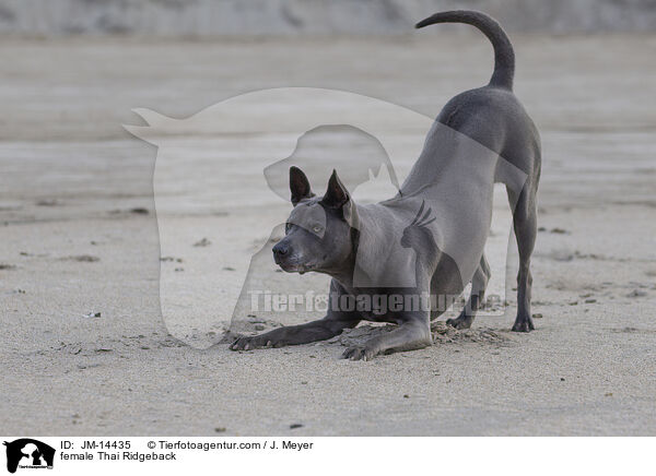 female Thai Ridgeback / JM-14435