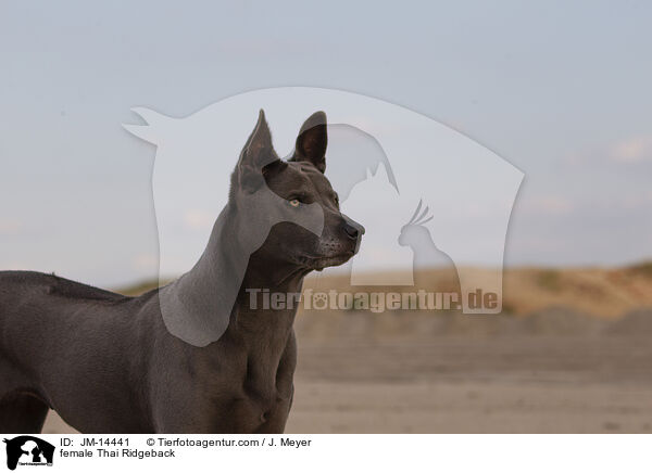 Thai Ridgeback Hndin / female Thai Ridgeback / JM-14441