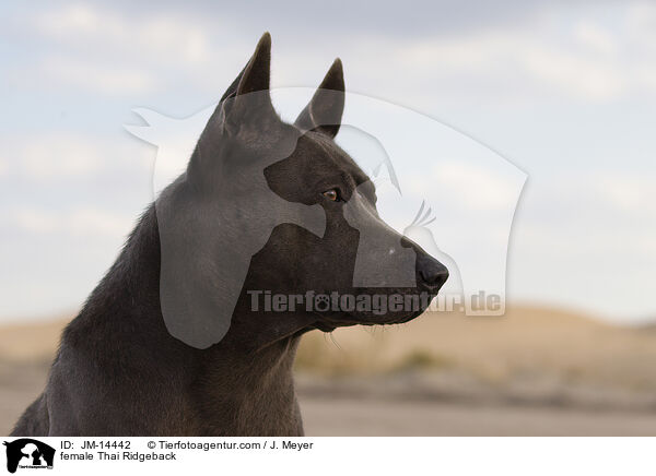 Thai Ridgeback Hndin / female Thai Ridgeback / JM-14442