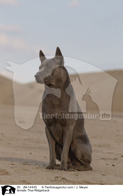 Thai Ridgeback Hndin / female Thai Ridgeback / JM-14445