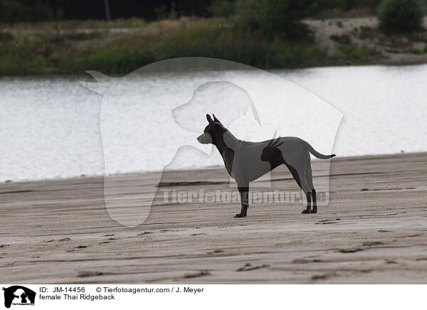 Thai Ridgeback Hndin / female Thai Ridgeback / JM-14456