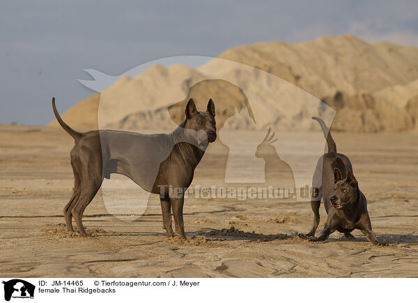 female Thai Ridgebacks / JM-14465