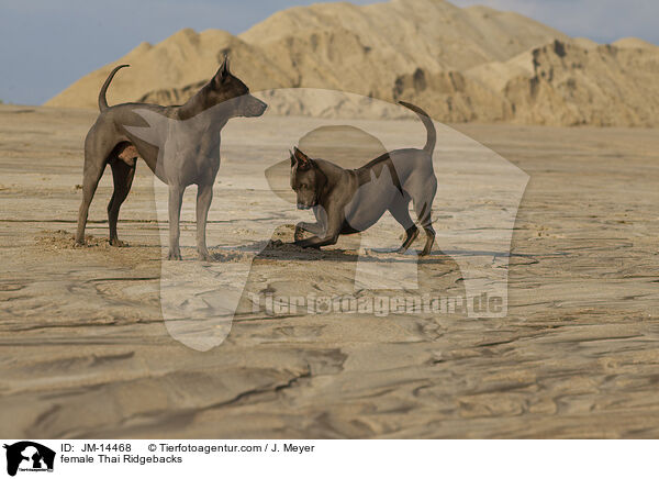 female Thai Ridgebacks / JM-14468