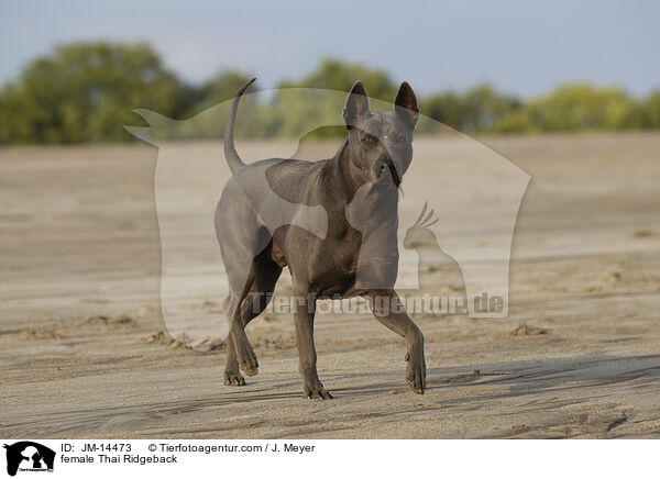 female Thai Ridgeback / JM-14473