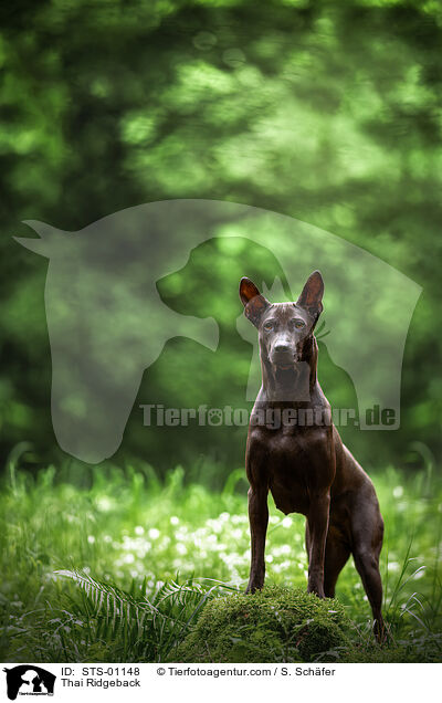 Thai Ridgeback / STS-01148