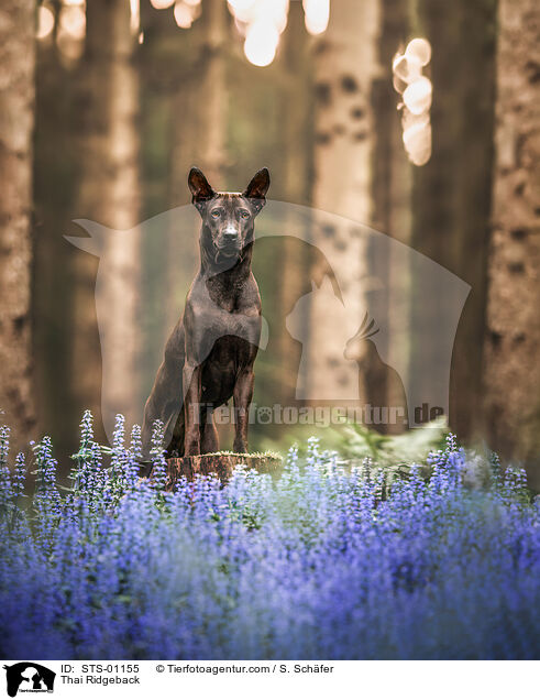 Thai Ridgeback / Thai Ridgeback / STS-01155