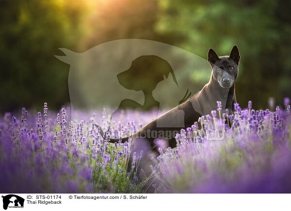 Thai Ridgeback / Thai Ridgeback / STS-01174