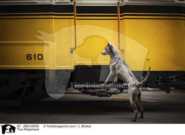 Thai Ridgeback / Thai Ridgeback / JEB-02659