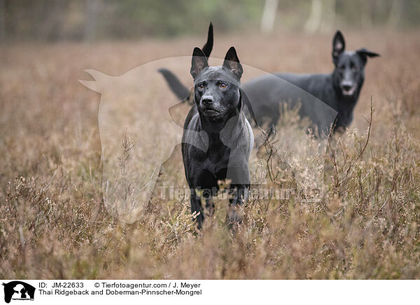 Thai Ridgeback und Dobermann-Mischling / Thai Ridgeback and Doberman-Pinnscher-Mongrel / JM-22633