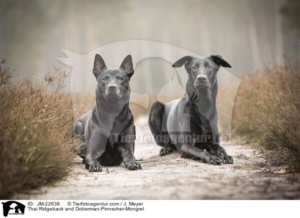 Thai Ridgeback und Dobermann-Mischling / Thai Ridgeback and Doberman-Pinnscher-Mongrel / JM-22638