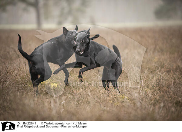 Thai Ridgeback und Dobermann-Mischling / Thai Ridgeback and Doberman-Pinnscher-Mongrel / JM-22641