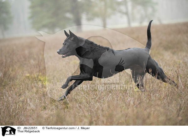 Thai Ridgeback / Thai Ridgeback / JM-22651