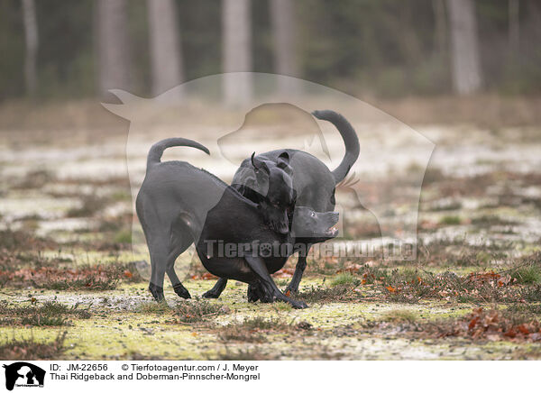 Thai Ridgeback und Dobermann-Mischling / Thai Ridgeback and Doberman-Pinnscher-Mongrel / JM-22656