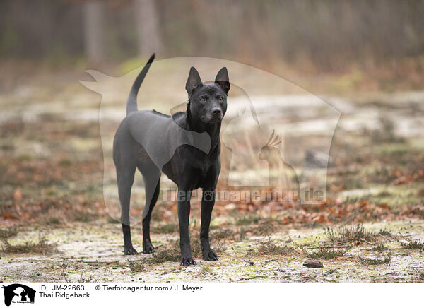 Thai Ridgeback / Thai Ridgeback / JM-22663