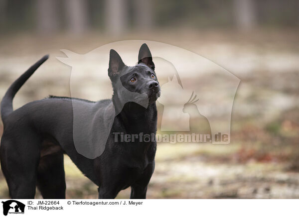 Thai Ridgeback / Thai Ridgeback / JM-22664