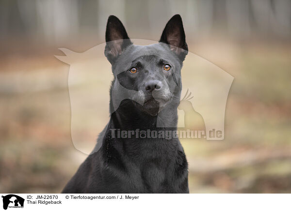 Thai Ridgeback / Thai Ridgeback / JM-22670