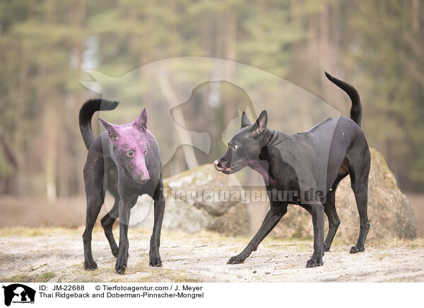 Thai Ridgeback und Dobermann-Mischling / Thai Ridgeback and Doberman-Pinnscher-Mongrel / JM-22688