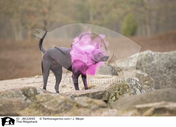 Thai Ridgeback / Thai Ridgeback / JM-22695