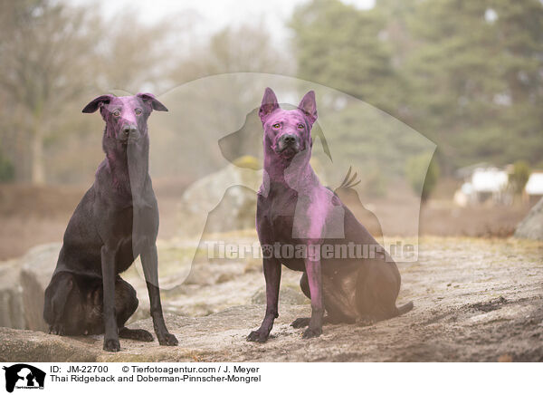 Thai Ridgeback und Dobermann-Mischling / Thai Ridgeback and Doberman-Pinnscher-Mongrel / JM-22700