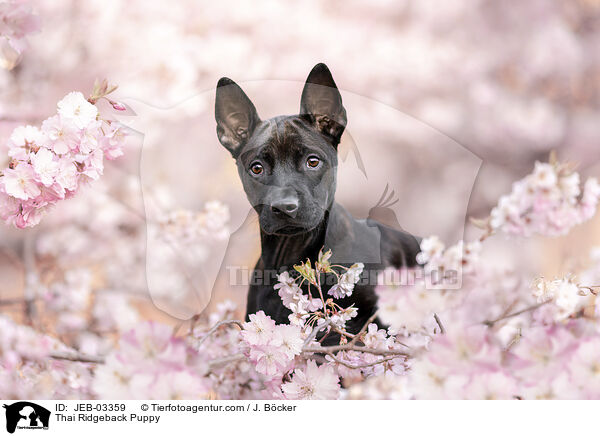 Thai Ridgeback Welpe / Thai Ridgeback Puppy / JEB-03359