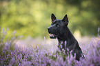 Thai Ridgeback